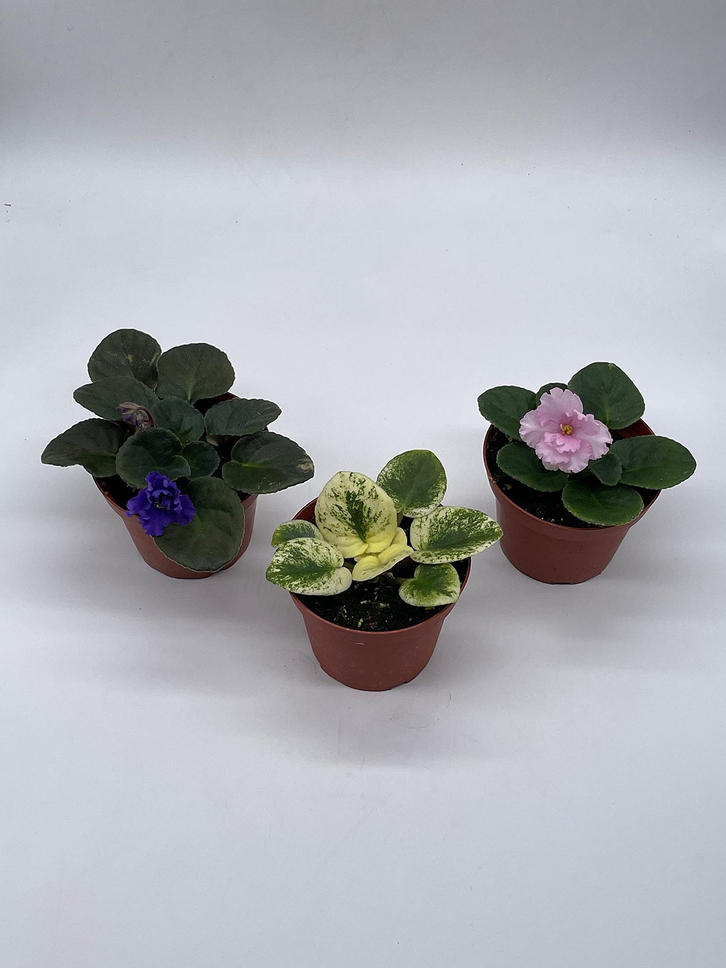 BubbleBlooms Harmony's African Violet Assortment Set, 4 inch pots 3 Different African Violets Plants, Saintpaulia Variety Assorted, Unique Homegrown Exclusive