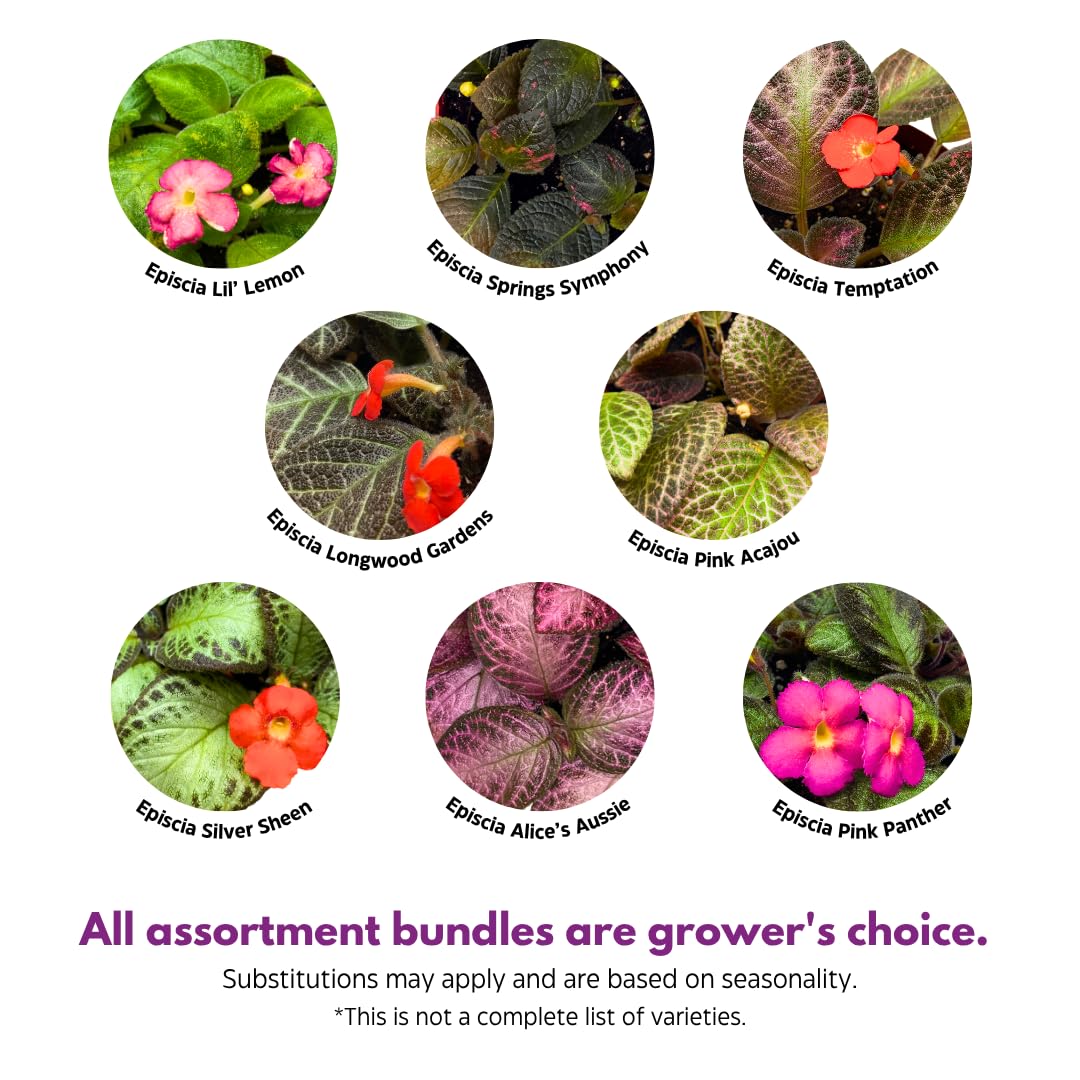 Harmony Foliage Episcia Flame Violet Wholesale Assortment in 4 inch Pots 15-Pack Bulk