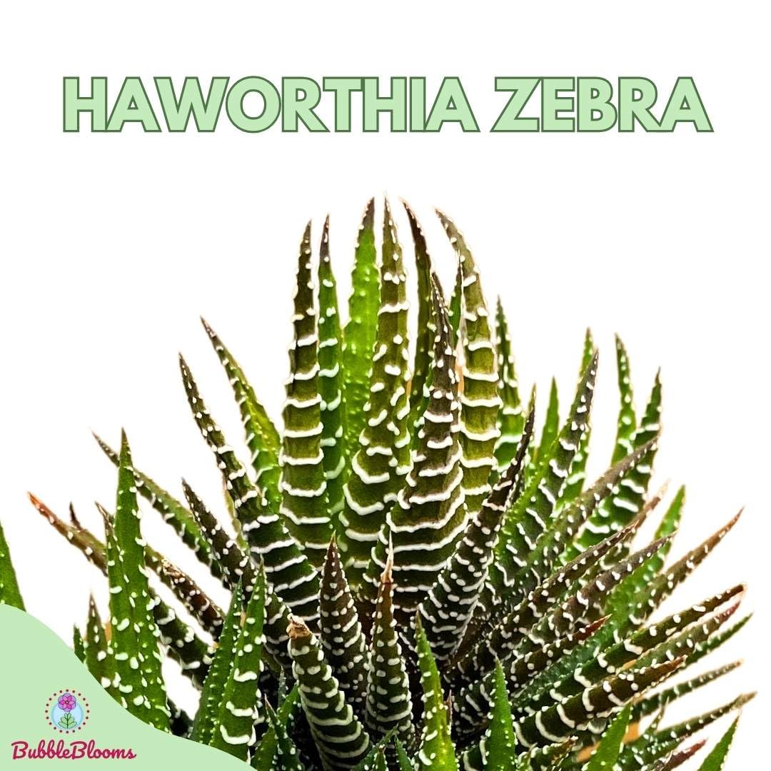 Zebra Haworthia, Haworthiopsis attenuata, Haworthia attenuata, Haworthiopsis coarctata (Haw.), haworthia reinwardtii, Zebra Wart