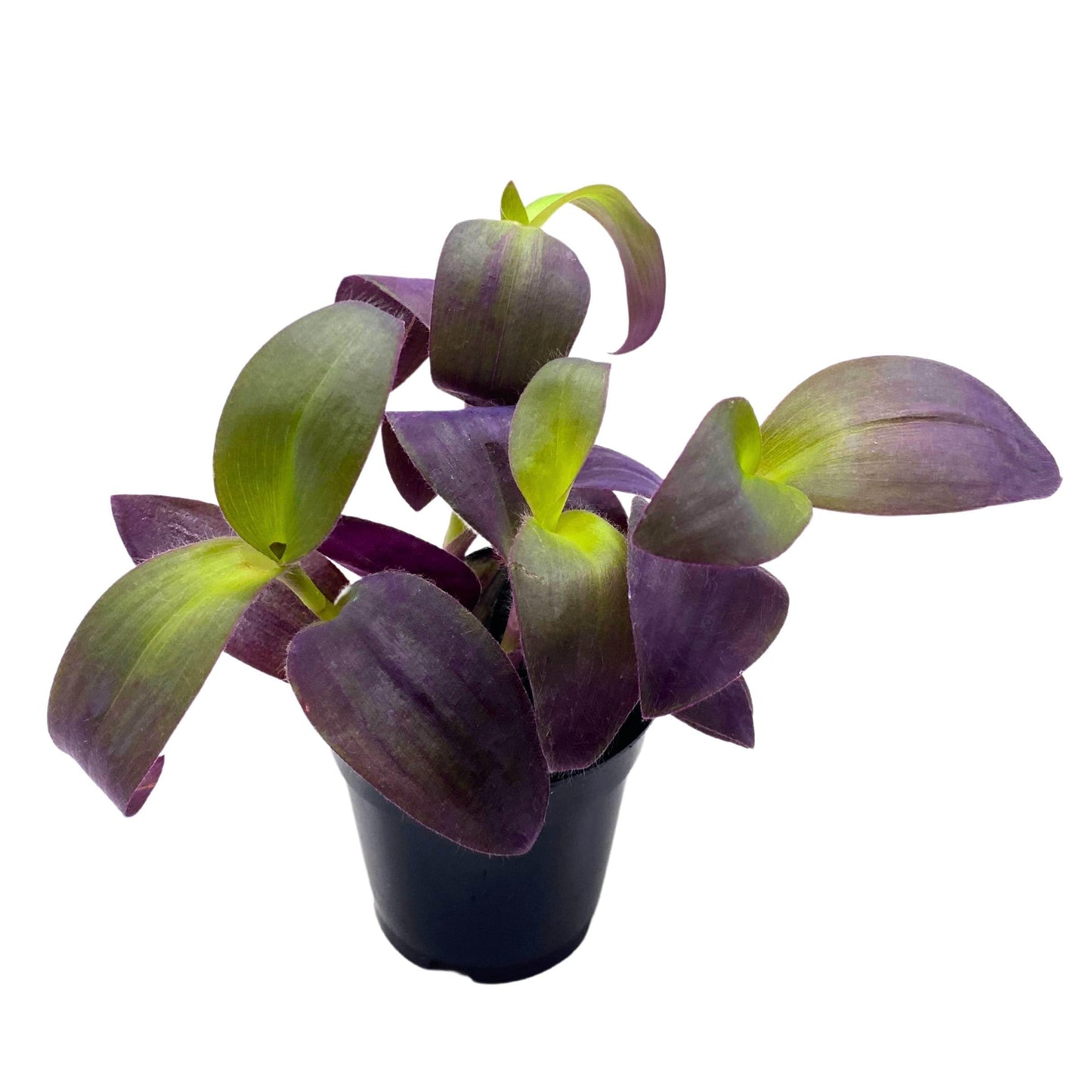 BubbleBlooms Tradescantia Padilla Purple Heart Wandering Dude 4 inch