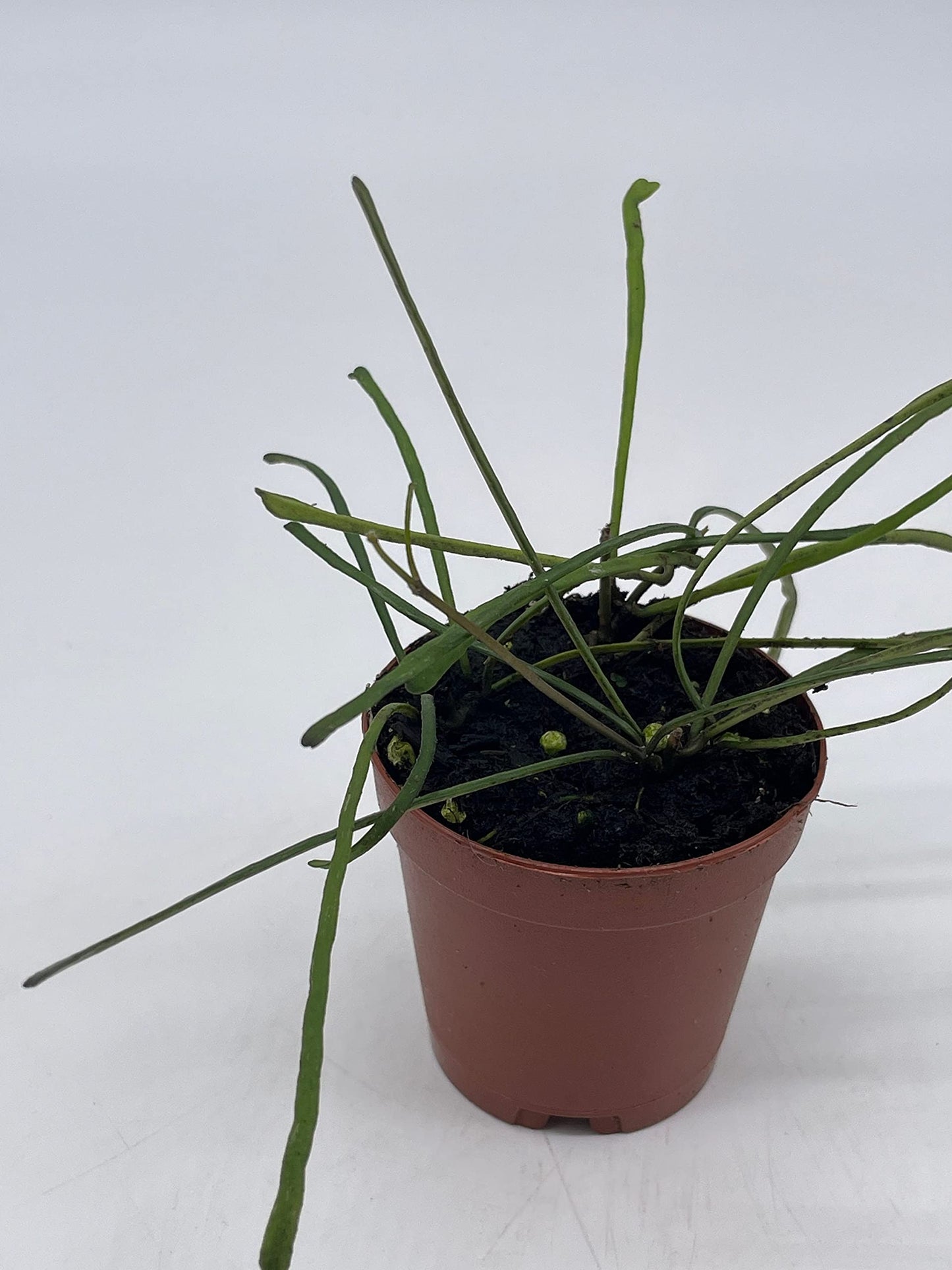 Hoya Retusa in a 2 inch Pot Wax Plant, Wax Vine, and Porcelain Vine