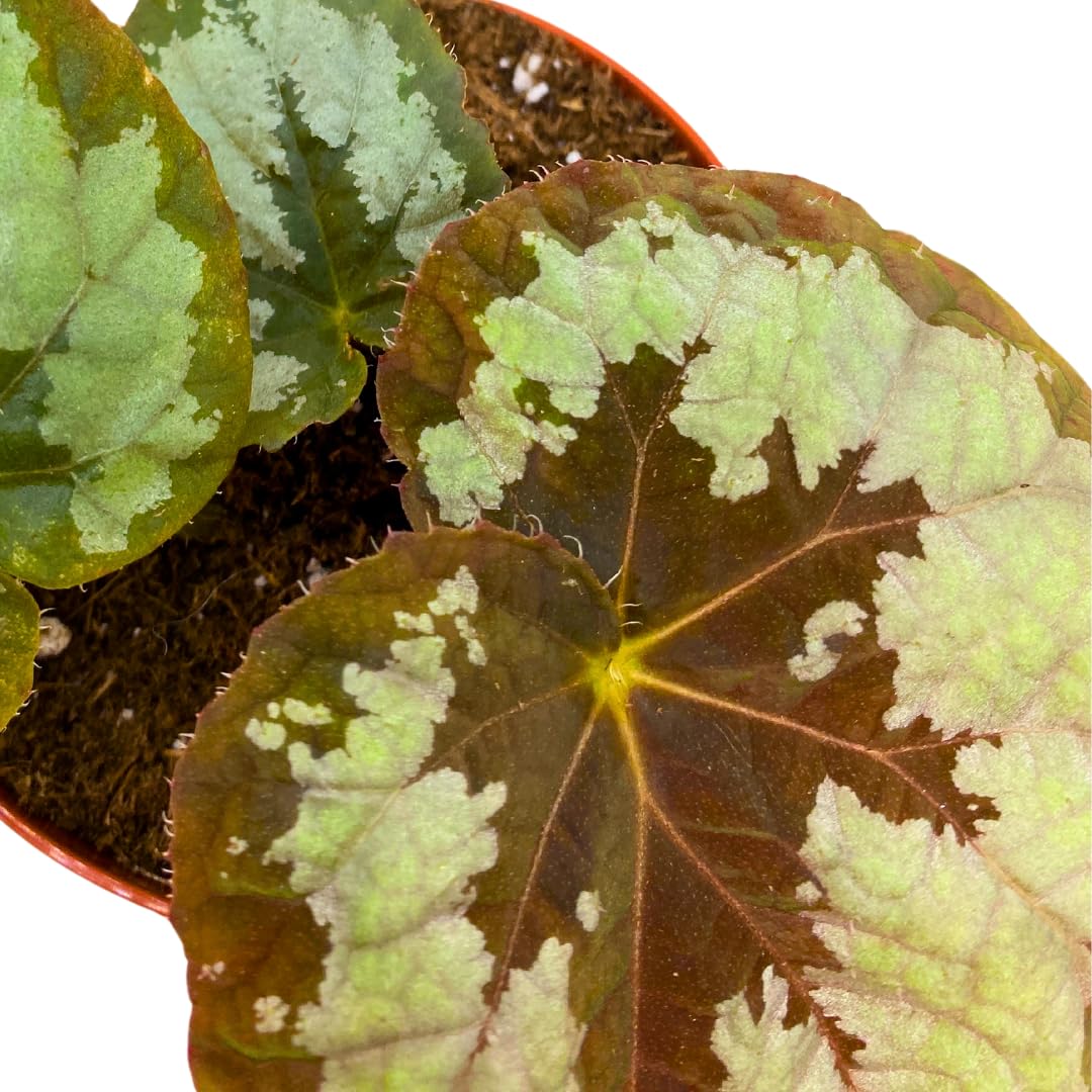 Harmony Foliage Mariana's Monster Begonia Rex 4 inch Big Green Monster Giant Leaf