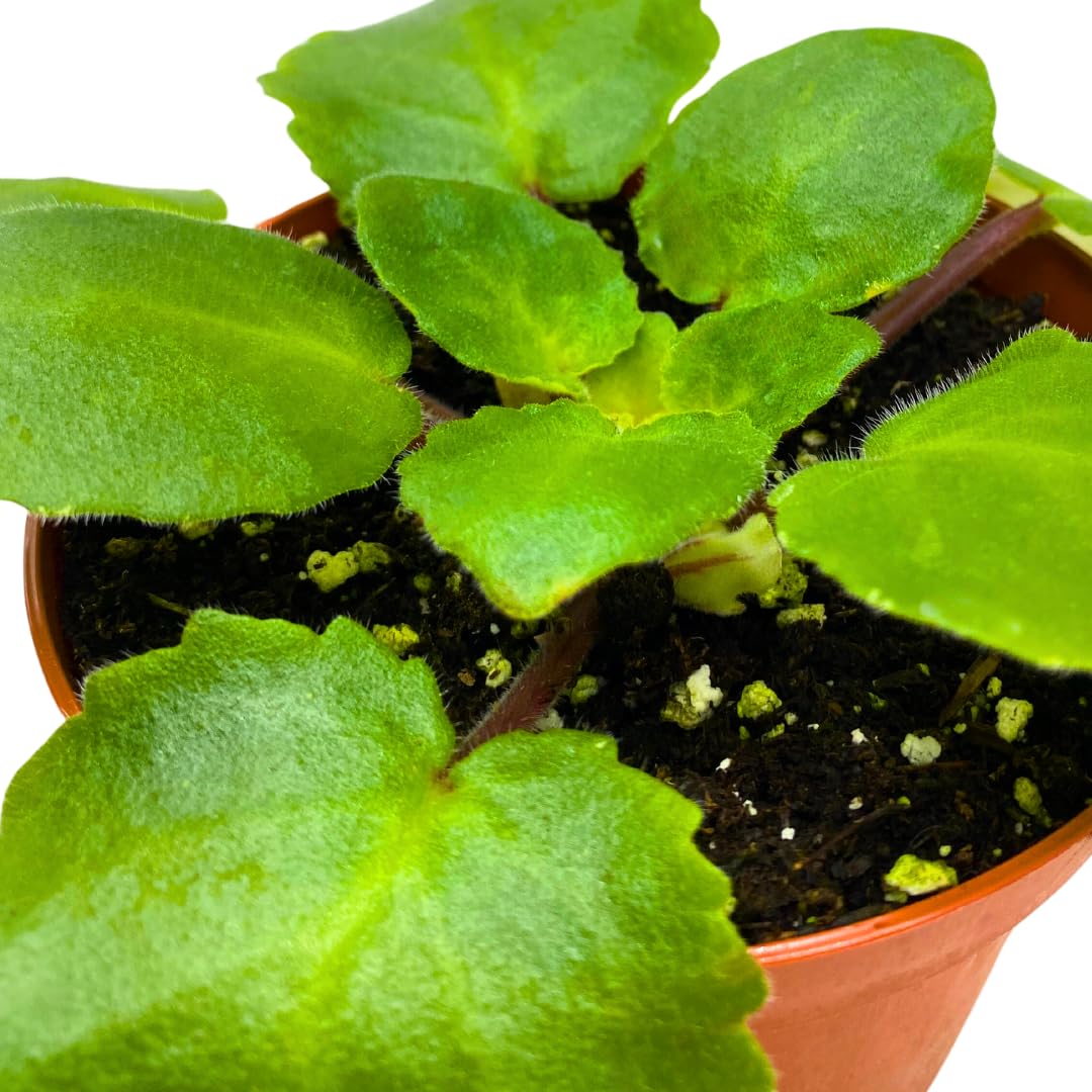 Harmony Foliage African Violet Harmony's Dancing Fool 4 inch White Flower