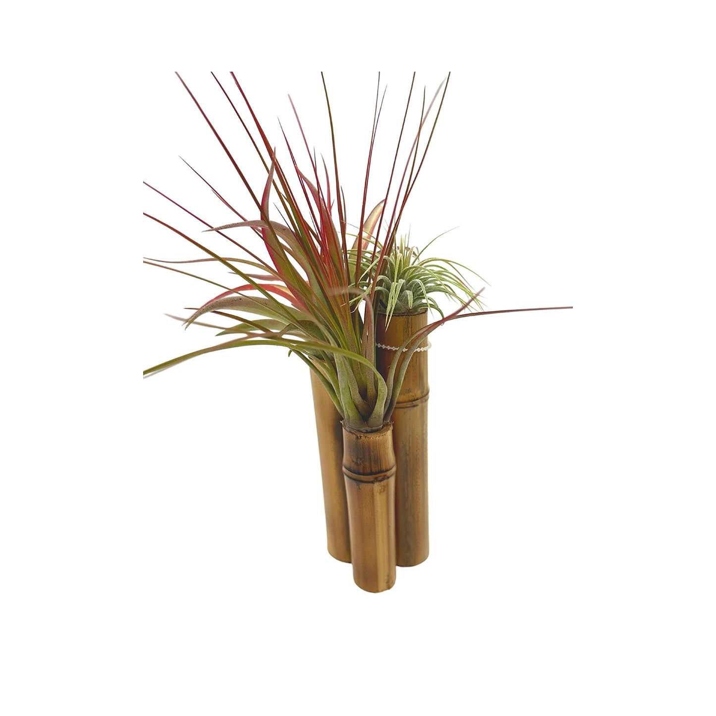 Bamboo Tillandsia Garden Mounted and Planted Moss, Air Plant Decoration