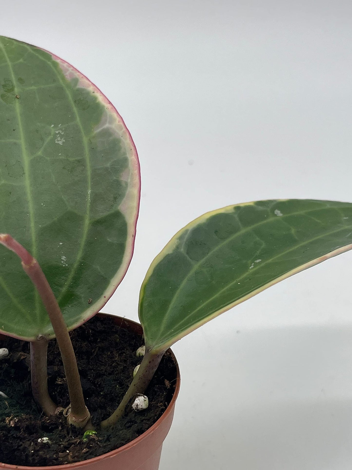 Hoya Macrophylla Variegated Tricolor in a 2 inch Pot