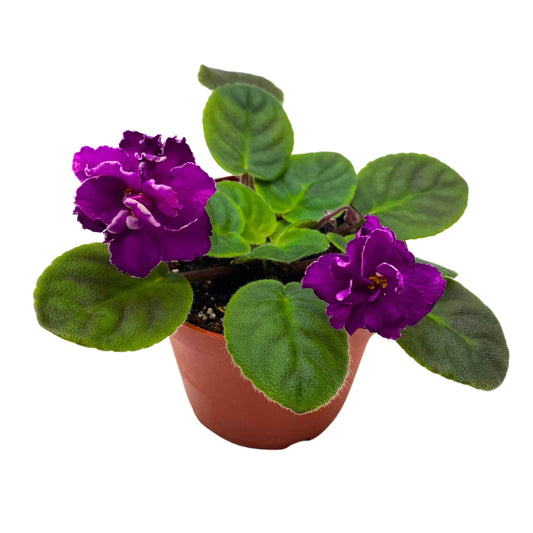 Harmony Foliage Sun Sizzle African Violet Saintpaulia 4 inch