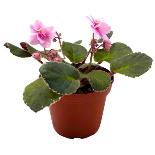 Harmony Foliage Mindi Brooke African Violet Saintpaulia 4 inch