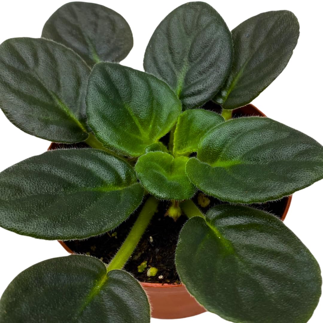 Harmony Foliage African Violet Radiant Glow 4 inch Purple Flower