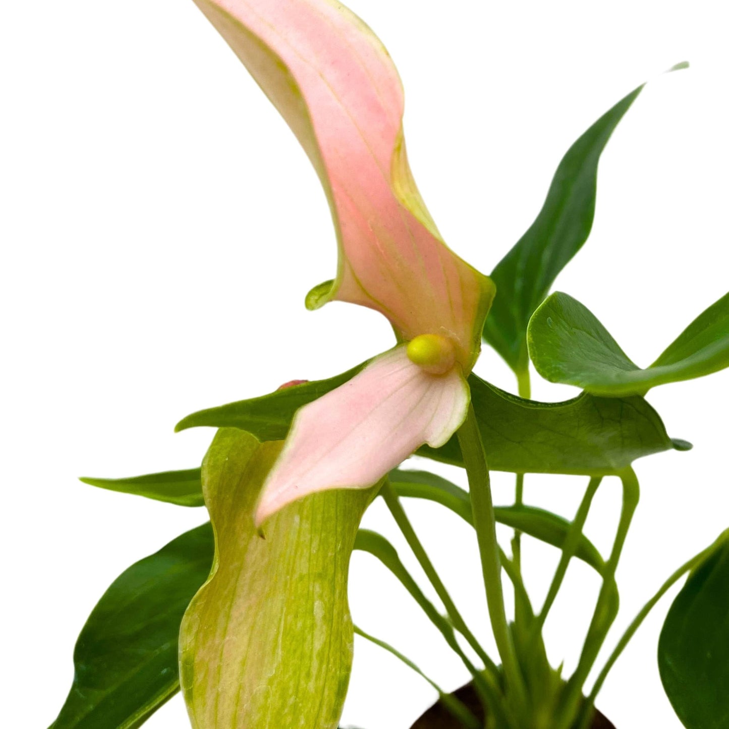 anthurium lilli pink BubbleBlooms Anthurium Lilli 2 inch Pink Flower – Florida House Plants