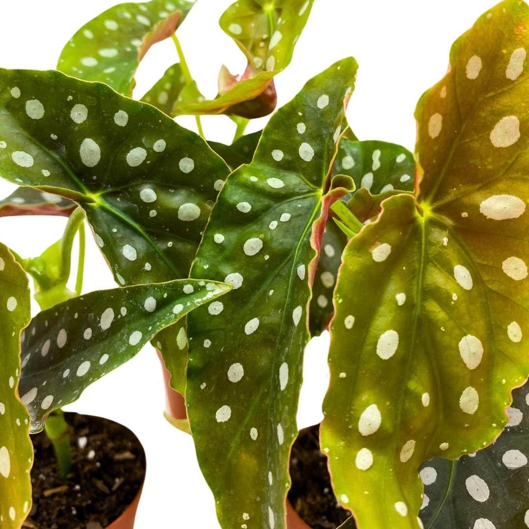 BubbleBlooms Begonia Maculata 2 inch Set of 3 Polka Dot Angel Wing