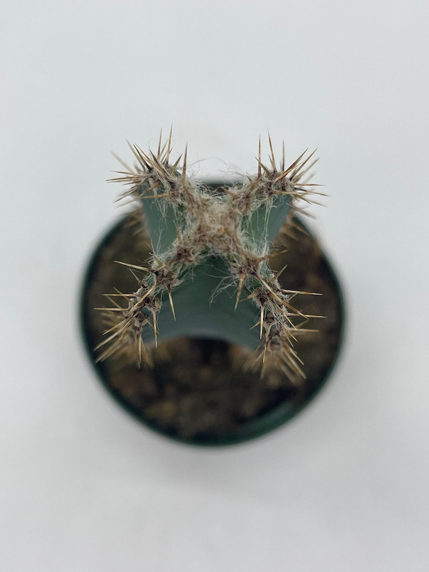 BubbleBlooms Giant Square Blue Columnar Cactus, Squared Column Cacti in a 4 inch Pot Pilosocereus pachycladus