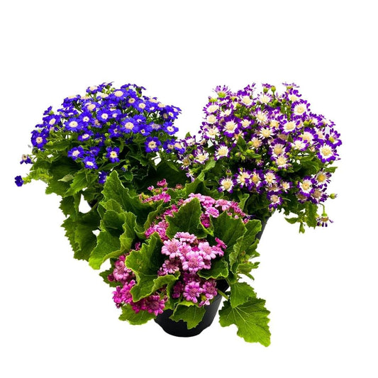 BubbleBlooms Flowering Cineraria Pericallis hybrida cruenta Ragwort Set of 3 in 4 inch pots Mother's Day Seasonal Plants