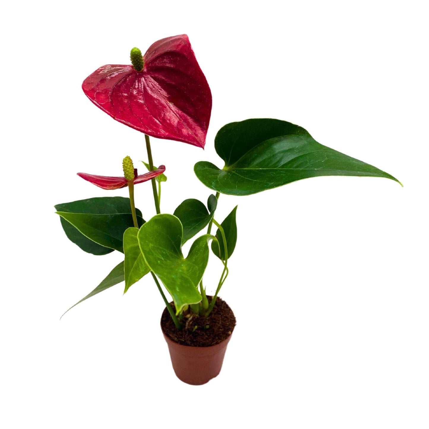 BubbleBlooms Anthurium Pearl Micro Champion 2 inch Dark Red Flower