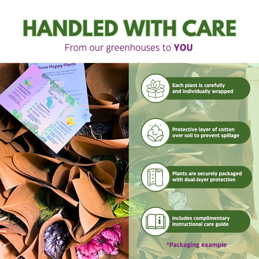 Harmony Foliage Episcia Flame Violet Wholesale Assortment in 4 inch Pots 15-Pack Bulk