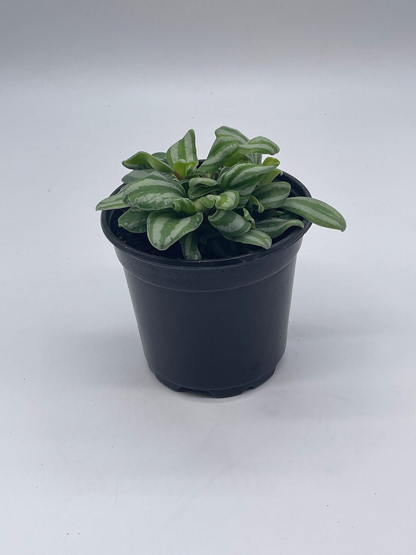 Peperomia Mini Watermelon, 4 inch verschaffeltii