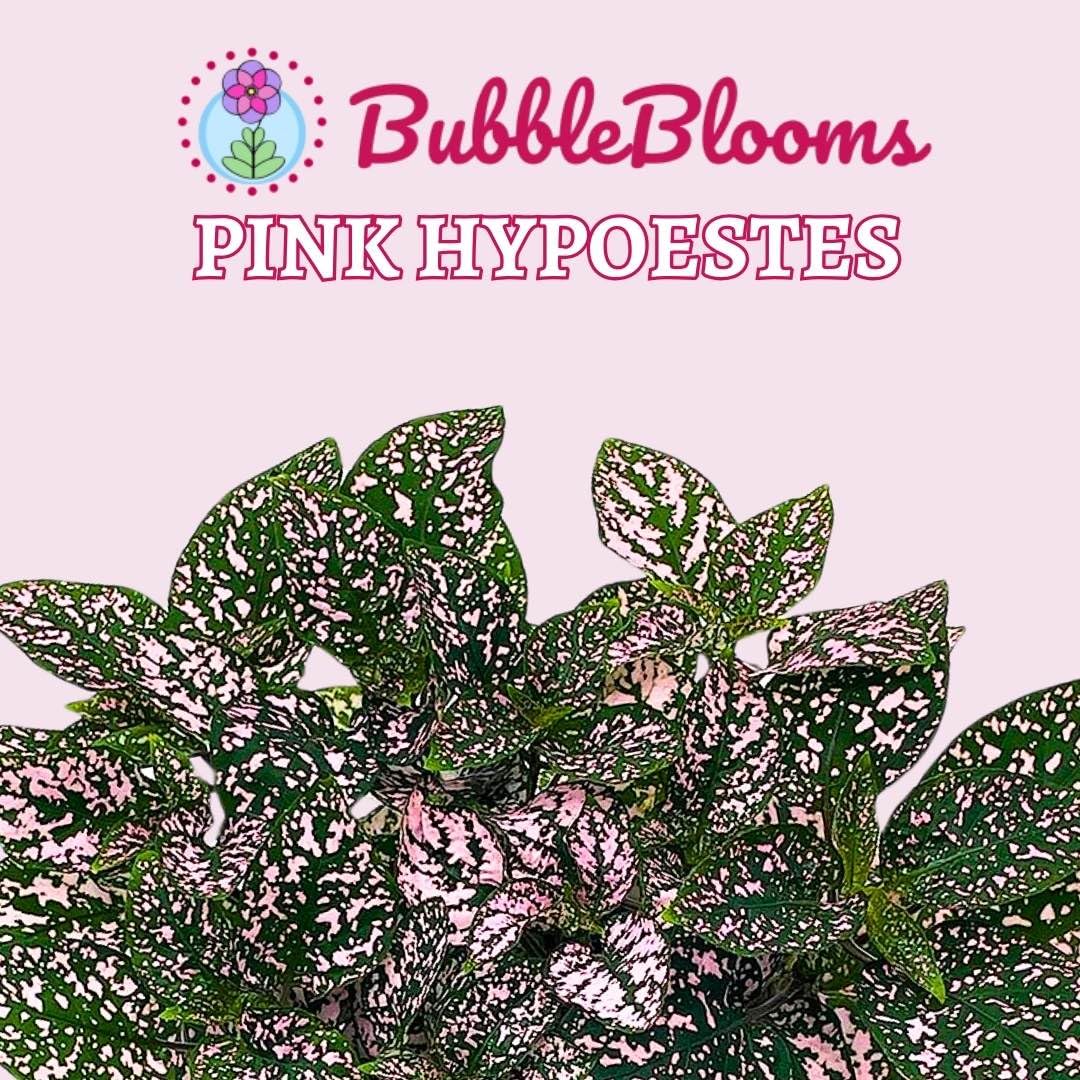 Pink Hypoestes phyllostachya 2 inch Set of 3 Flamingo Polka Dot Plant Tiny Mini Pixie Plants