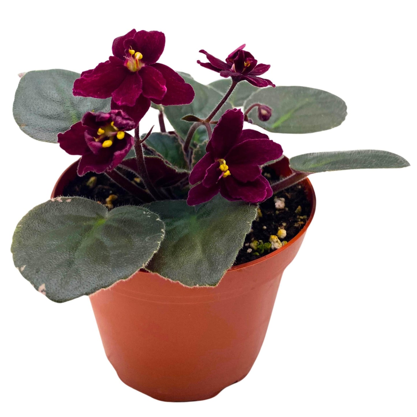 Harmony Foliage Ma's Steward Tomato African Violet Saintpaulia 4 inch