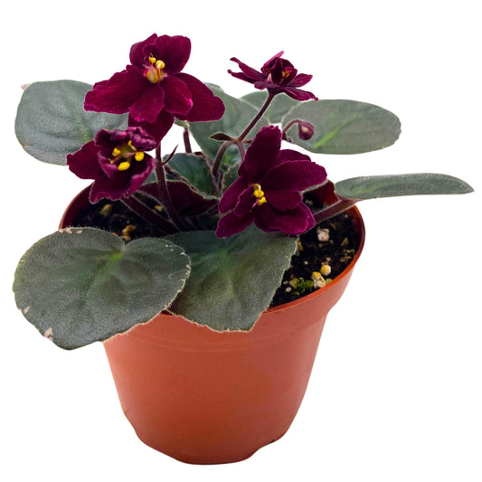 Harmony Foliage Ma's Steward Tomato African Violet Saintpaulia 4 inch