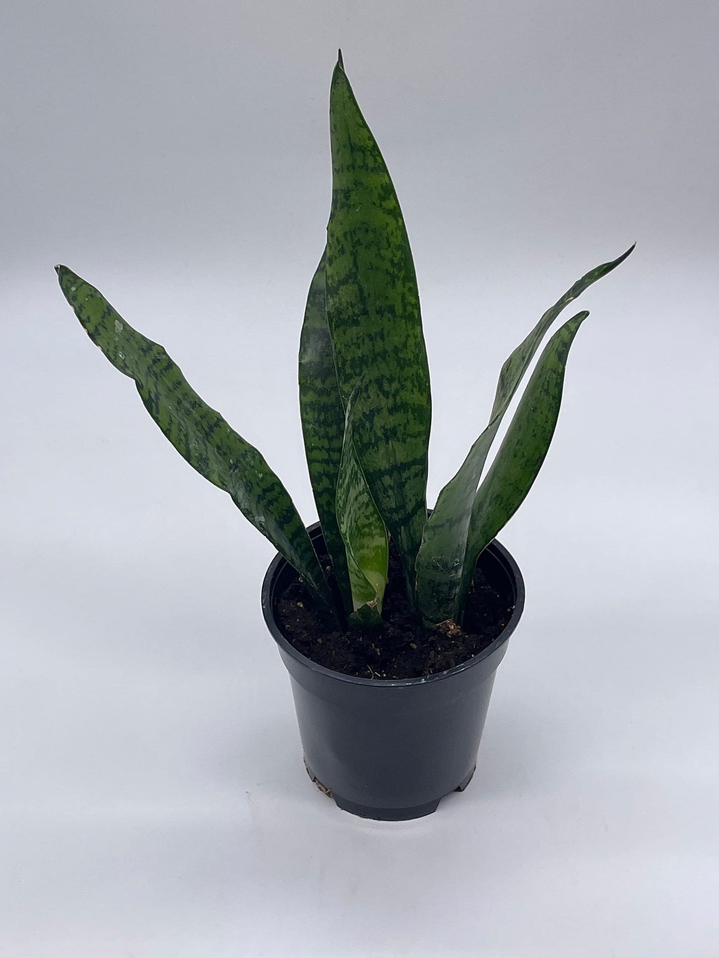 3 snake's tongue plant BubbleBlooms Green Snake Plant in a 4 inch Pot All-Green Dracaena trif – Florida House Plants