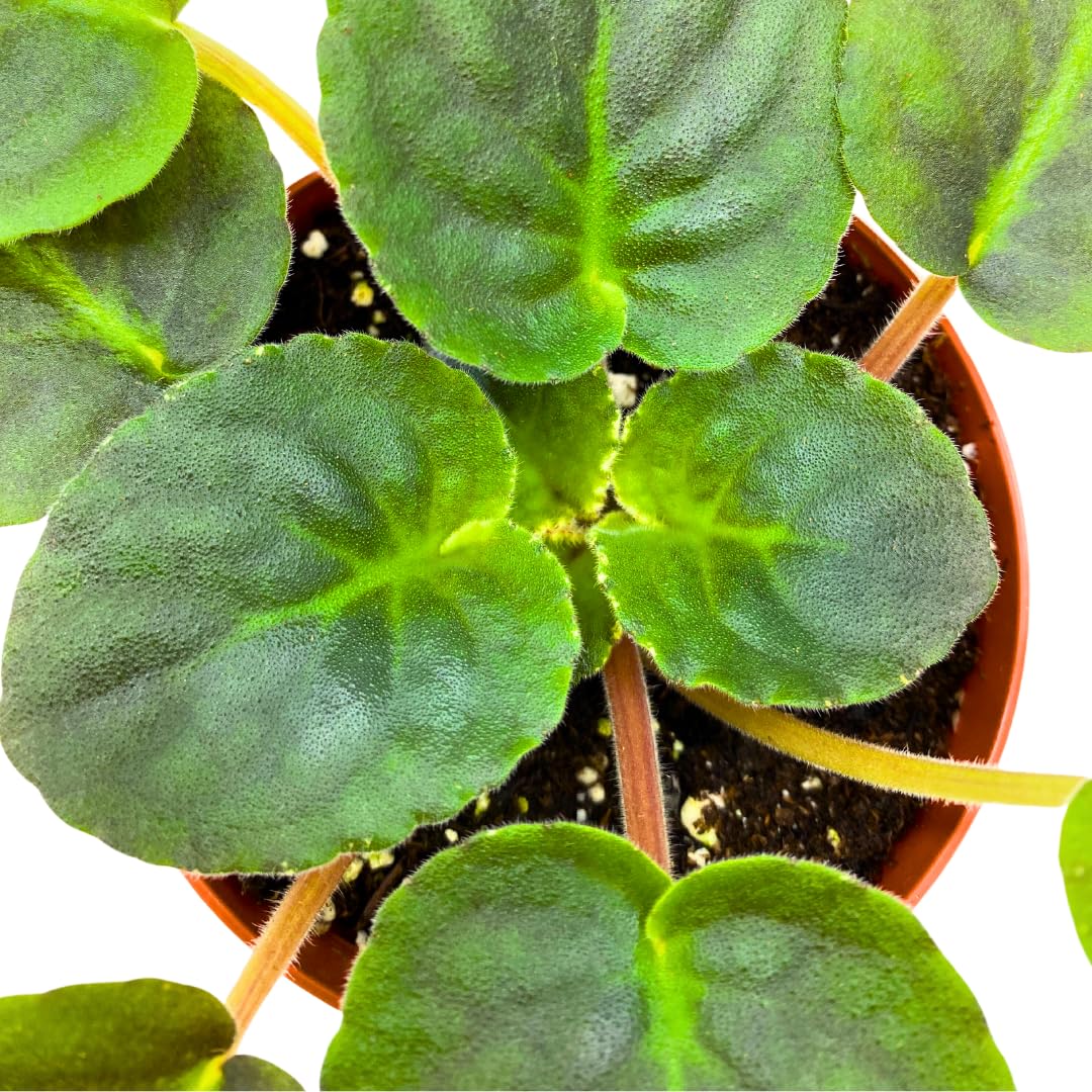 Harmony Foliage African Violet Mardi Gras Madness 4 inch Purple Flower