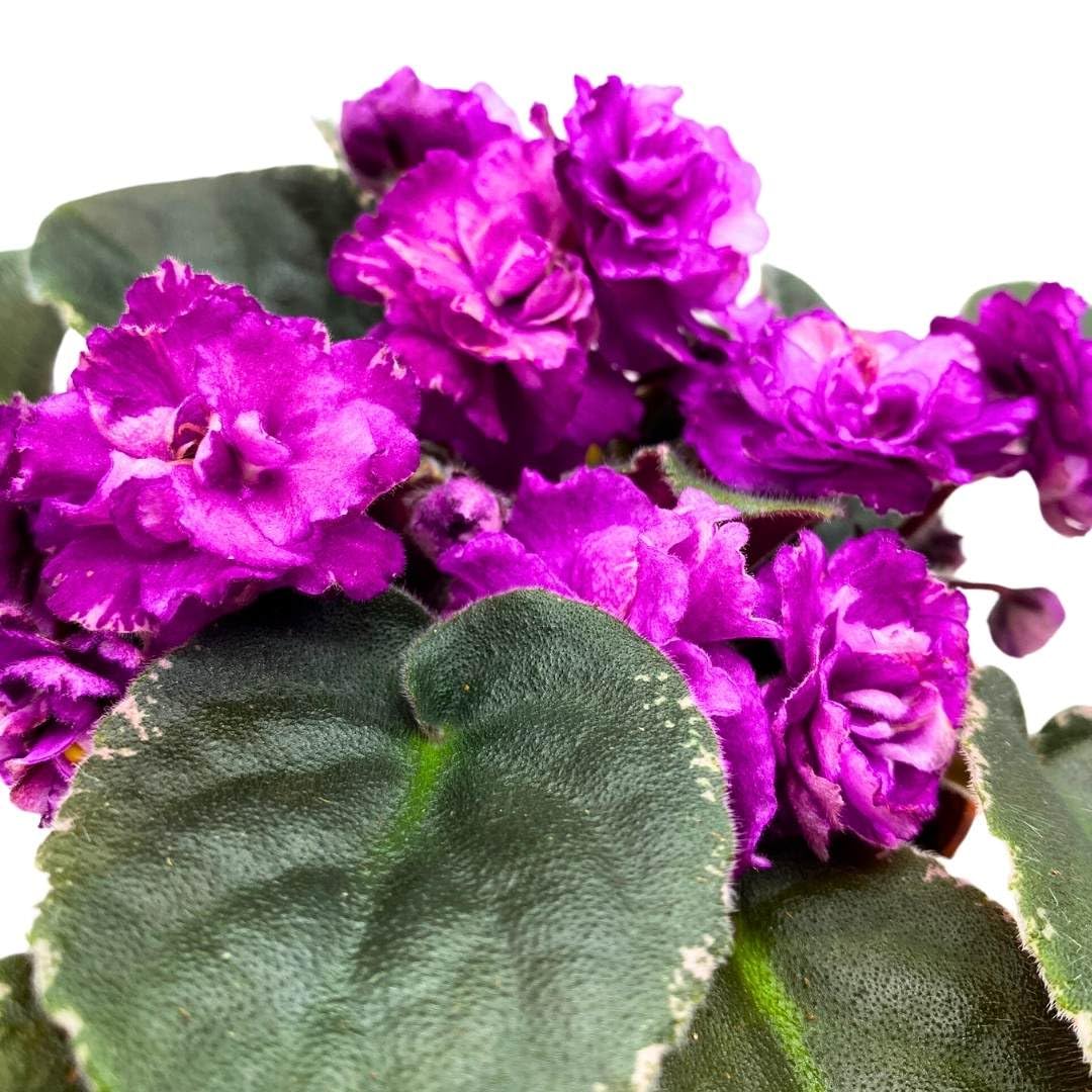 Harmony Foliage African Violet Wrangler's Winter Hawk 4 inch