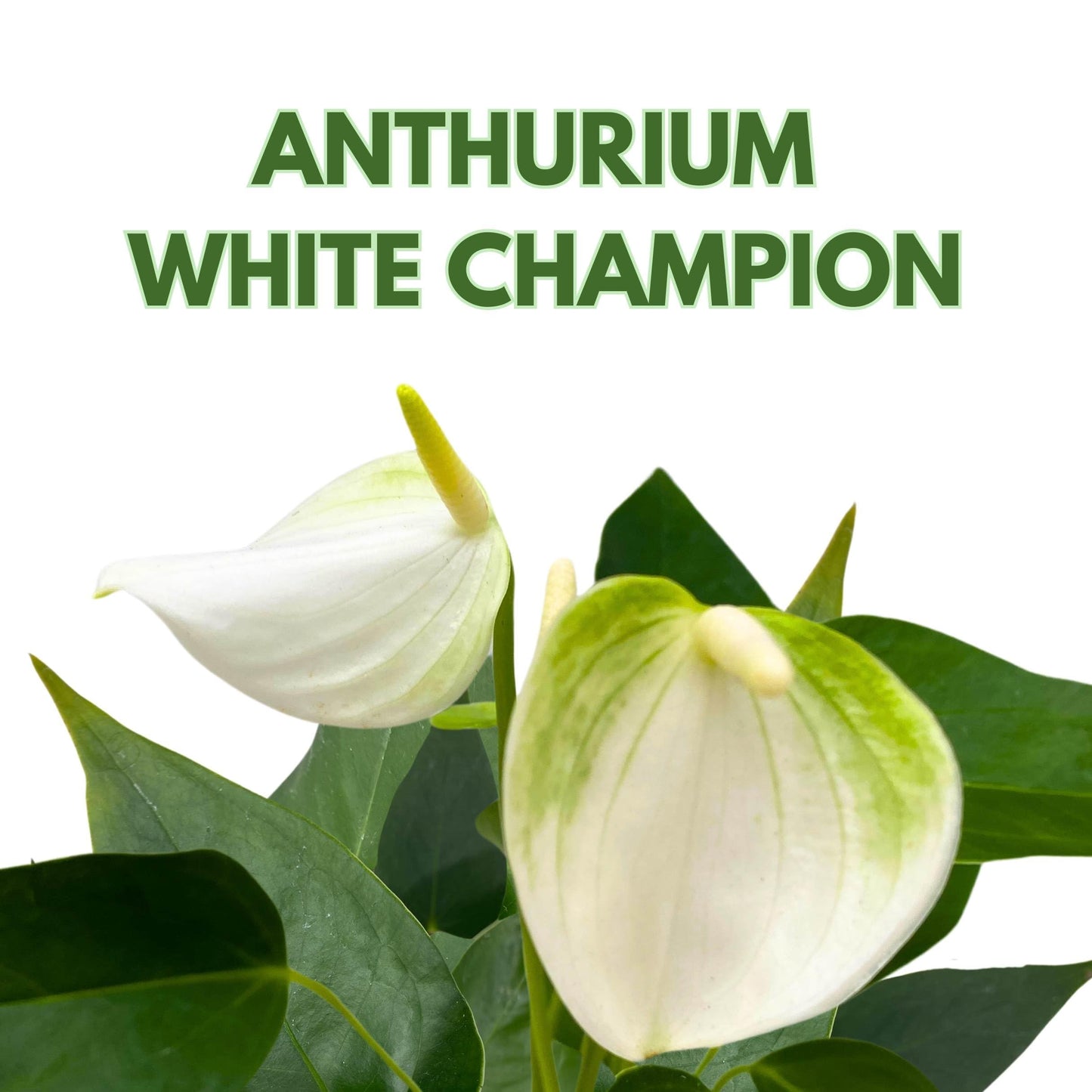 BubbleBlooms Anthurium White Champion 2 inch White Flower