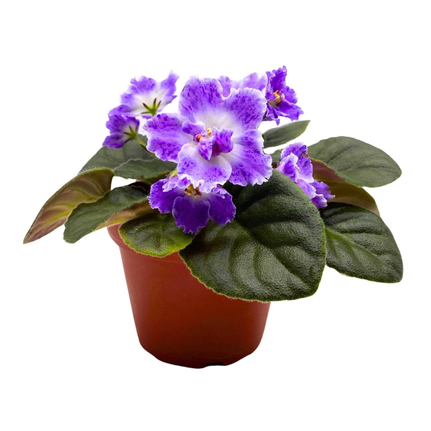 Harmony Foliage AE Sharlene Fantasy African Violet Saintpaulia 4 inch