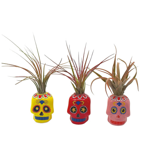 Resin Sugar Skulls Air Plant Sculpture, Tillandsia Planted in Colorful Candy Skulls Hand Made Art Assorted Set of 3