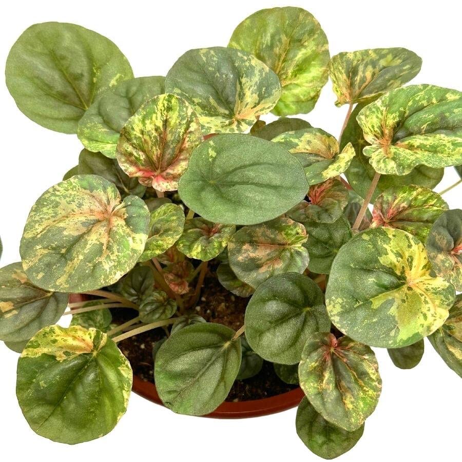 BubbleBlooms Harmony's Peperomia Pink Lady, 4.5 inch Pot, Very Rare Pink Marble Platinum Silver Leaf Peperomia