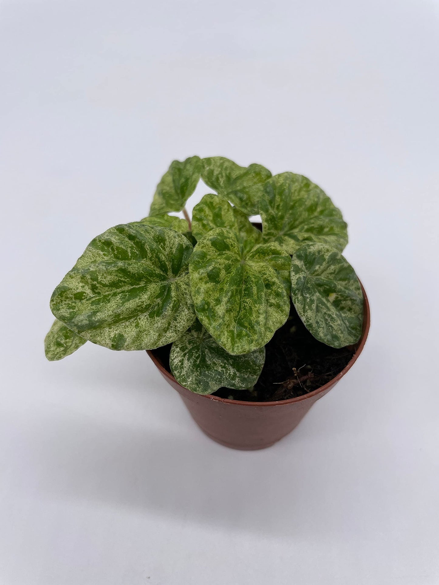 Variegated Emerald Ripple Peperomia, Freckles, Caperata, 2 inch Pot, Rare Pep, Tiny Mini Pixie Plant Rare Exclusive