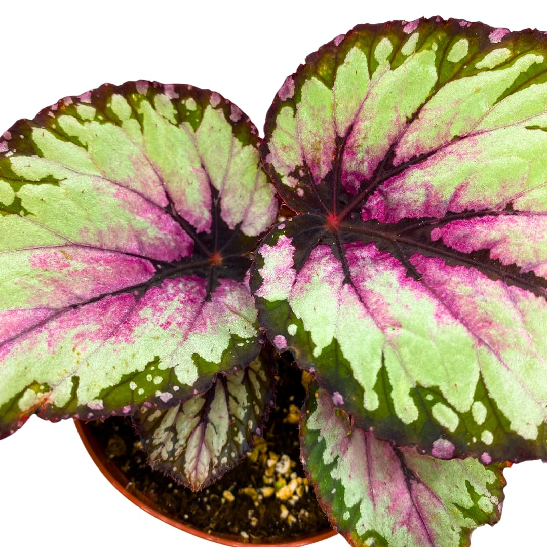 Harmony Foliage Dew Drop Begonia Rex 4 inch White Pink Green