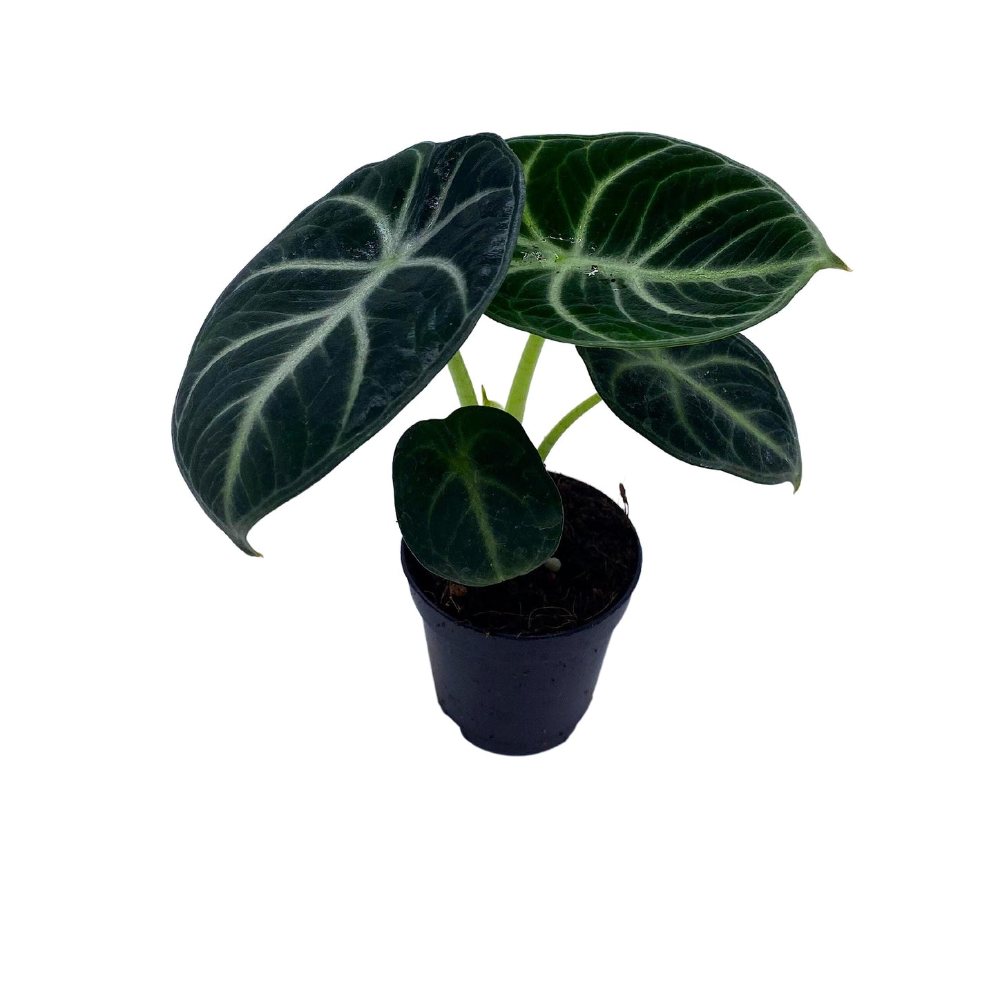 BubbleBlooms Alocasia Ninja, Black Ninja, Black Velvet Ninja in 2 inch Pot