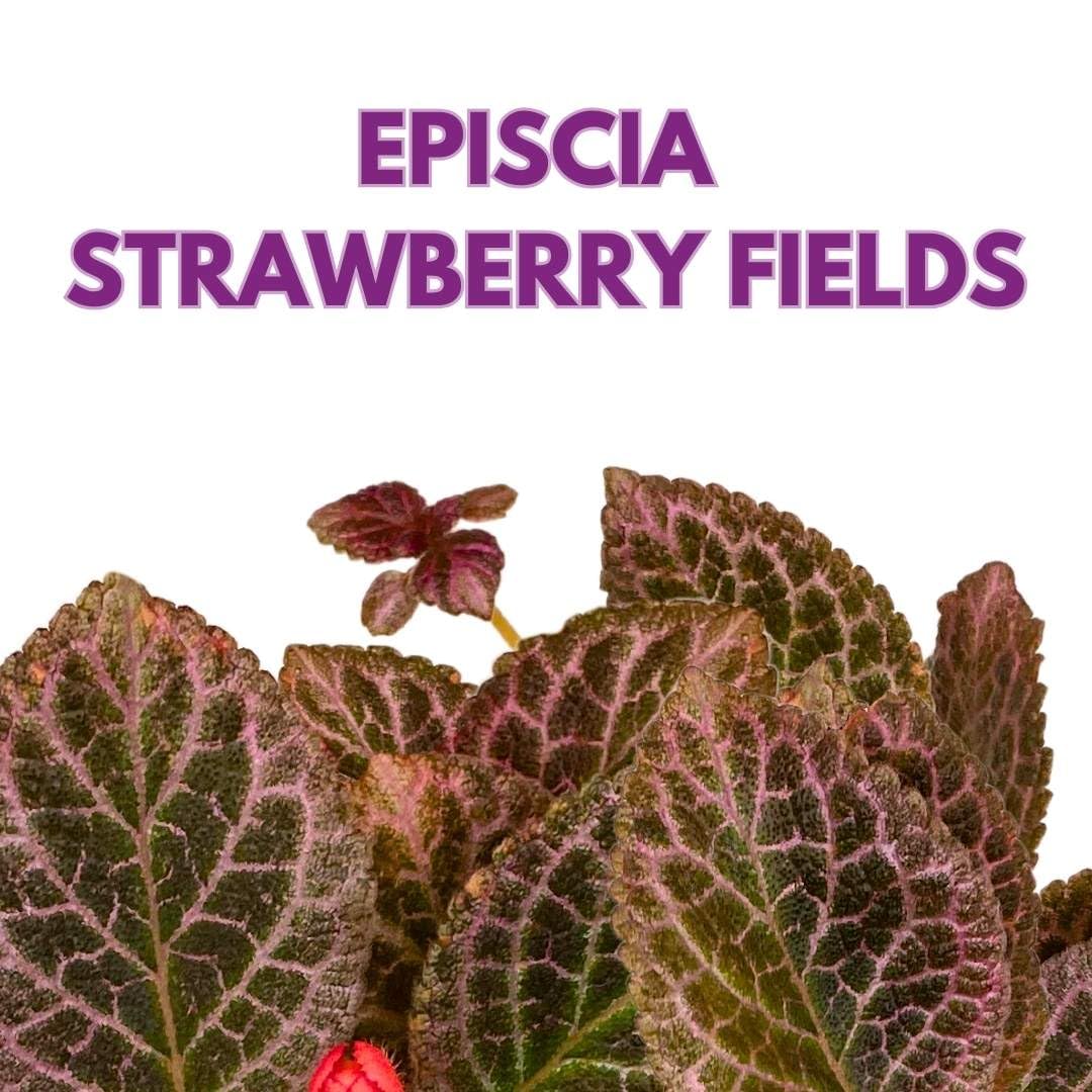 Harmony Foliage Episcia Strawberry Fields Flame Violet 4 inch