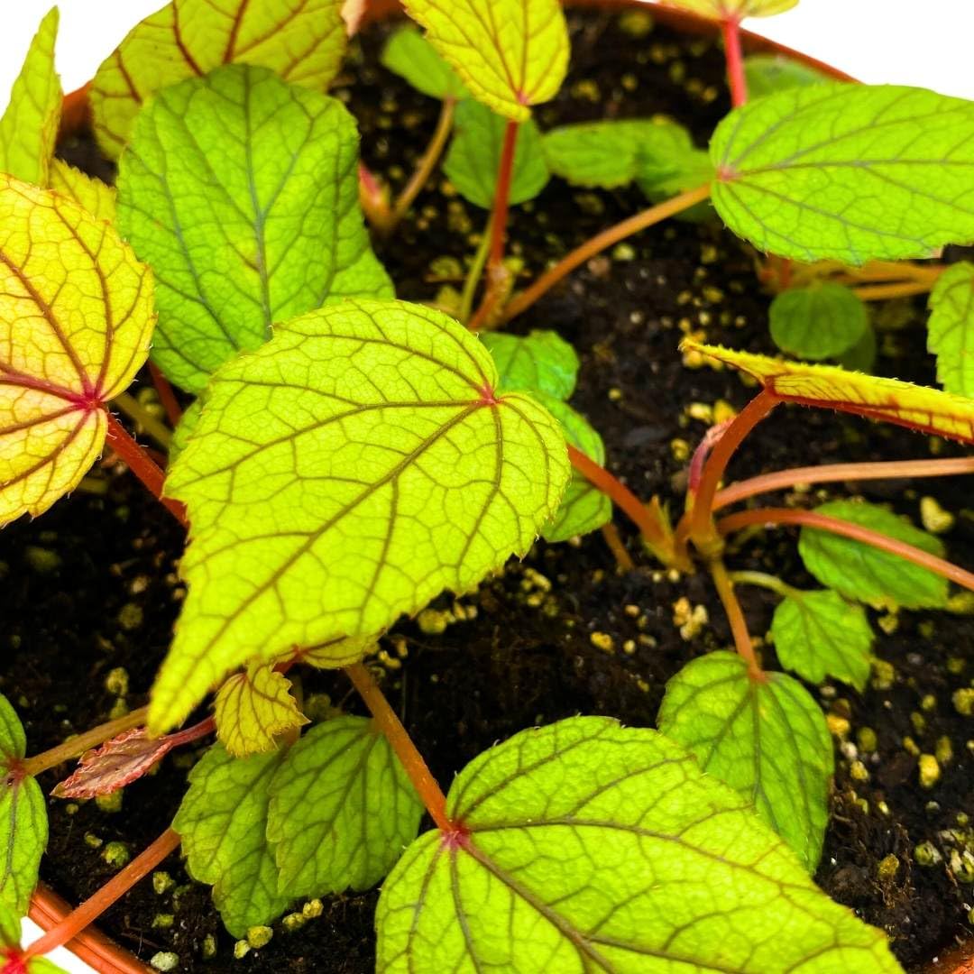 Harmony Foliage Begonia Abdullahpieei, 6 inch Rhizomatous Rhizo