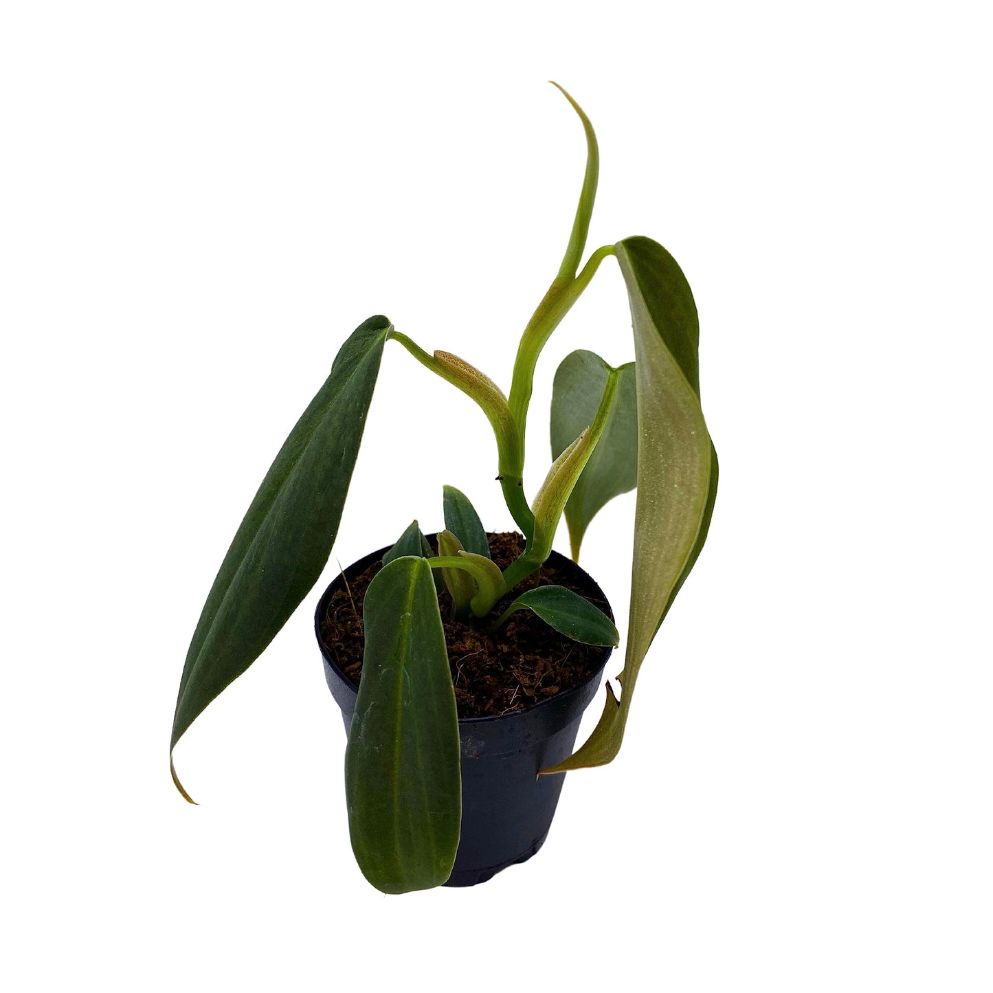 Philodendron Gigas, Giant Black and Gold Philo in 2 inch Pot