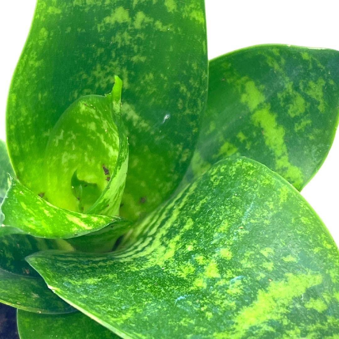 Black Robusta Snake Plant, Green Striped Variegated Snakeplant, Sansevieria trifasciata Prain, 2" Pot