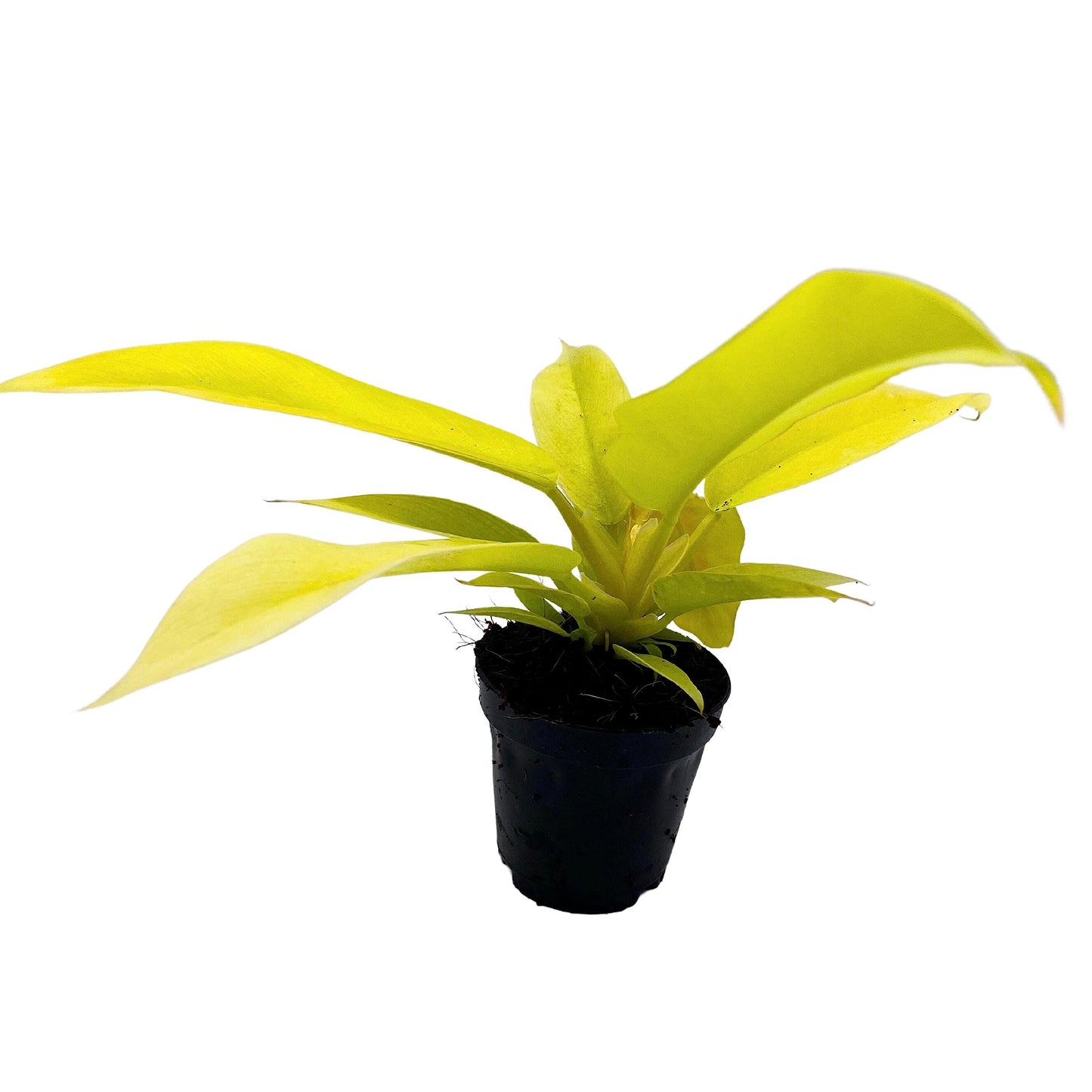 Phildendron Golden Gator, Philodendron Golden Crocodile, Philo Golden Tiger Tooth in 2 inch Pot