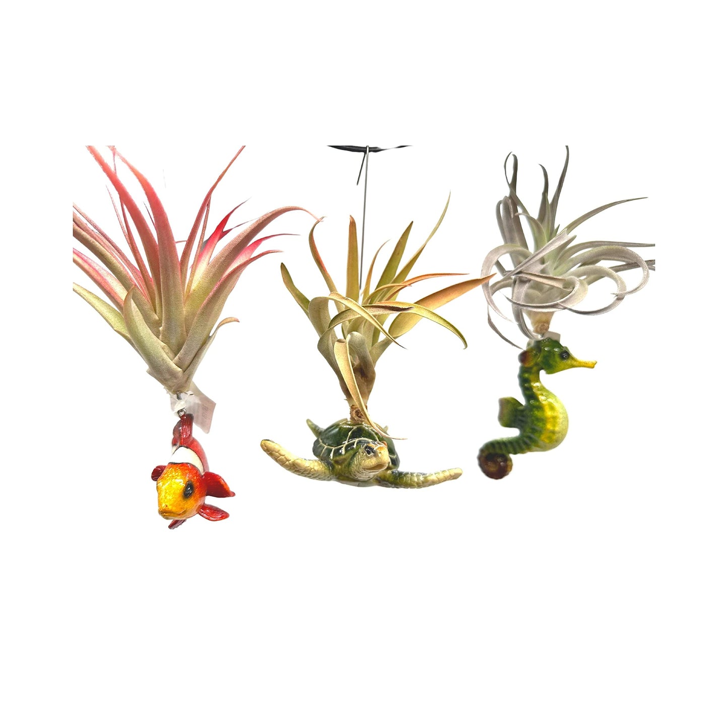 Tillandsia Planted in Hand Made Resin Sea Life Sculptures, Hanging Assorted Set of 3 Air Plants, Sea Horse, Turtle, Manatee