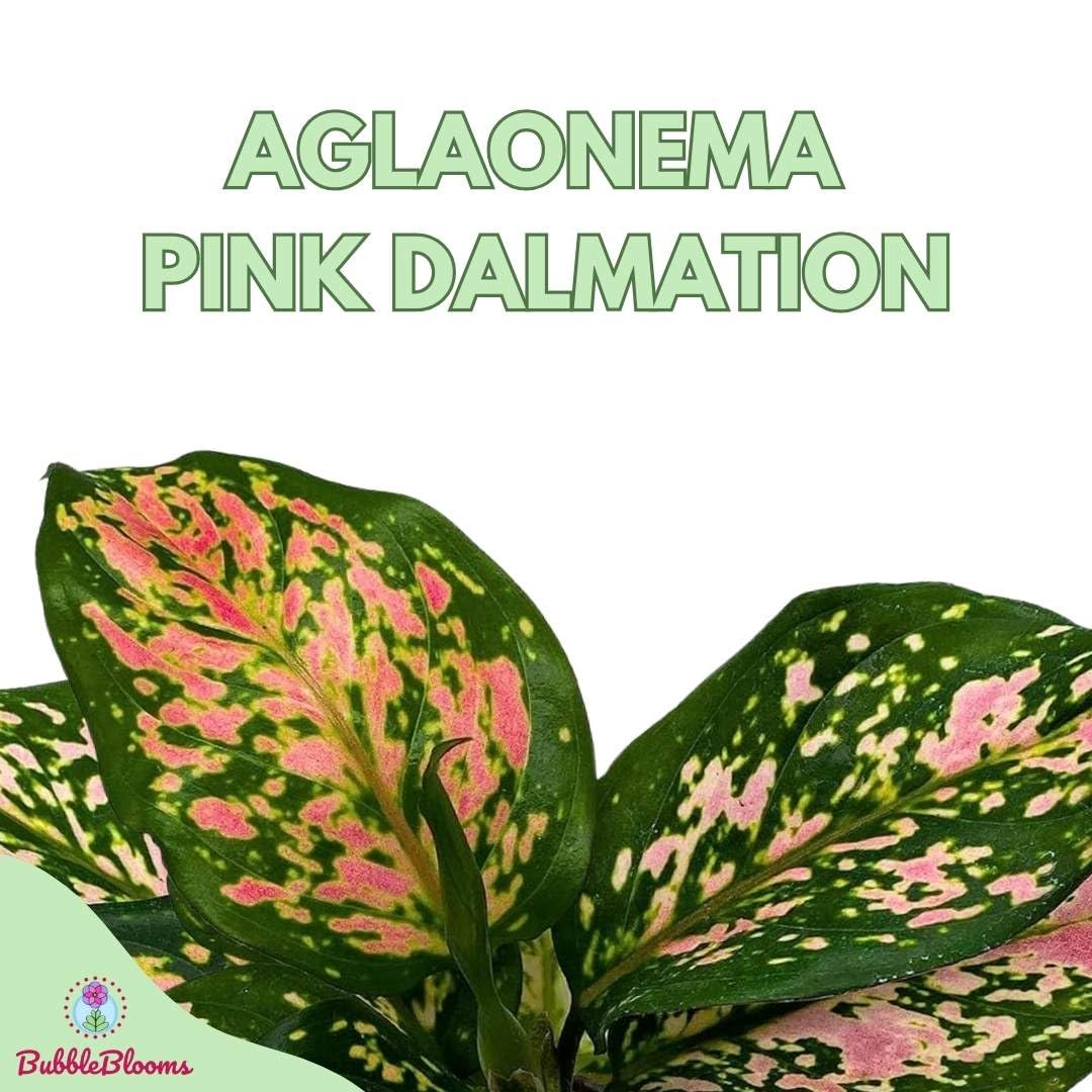 BubbleBlooms Aglaonema Pink Dalmation Chinese Evergreen Lady Valentine in a 6 inch Pot