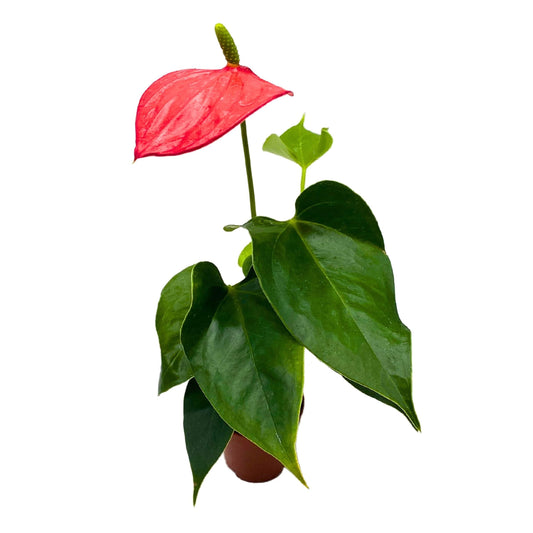 BubbleBlooms Anthurium Red Champion 2 inch Red Flower