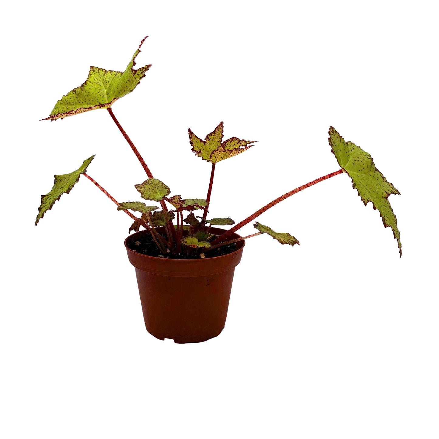 BubbleBlooms Harmony's Little Beaver Begonia, Rhizomatous Begonia, Red and Green Five-Point Leaf, Begonia Rex in a 4 inch Pot