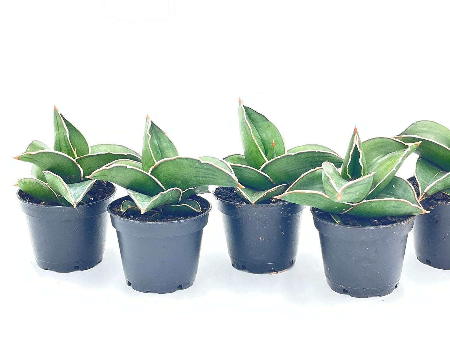 sansevieria cylindrica dragon fingers BubbleBlooms Sansevieria Snakeplant Variety Bundle, Braided cylindrica Dragon Fingers, Samurai Dwarf ehrenbergii, Cylindrical Starfish Snake Plant