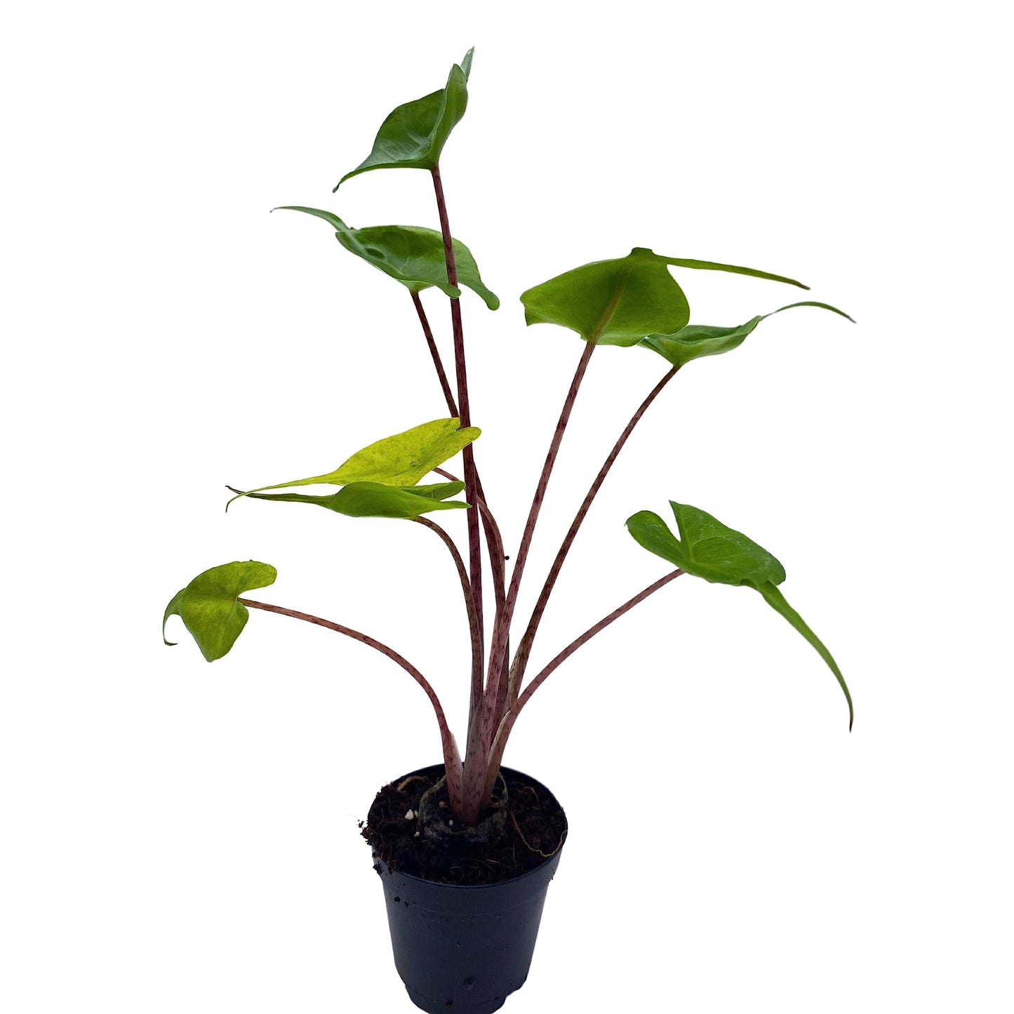 Alocasia Stingray, Alocasia Macrorrhiza, Giant Taro, Elephant Ear in 2 inch Pot