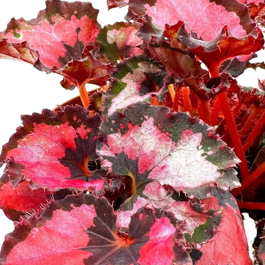 Harmony's Red Robin Begonia, in a 6 inch Pot, Begonia rex