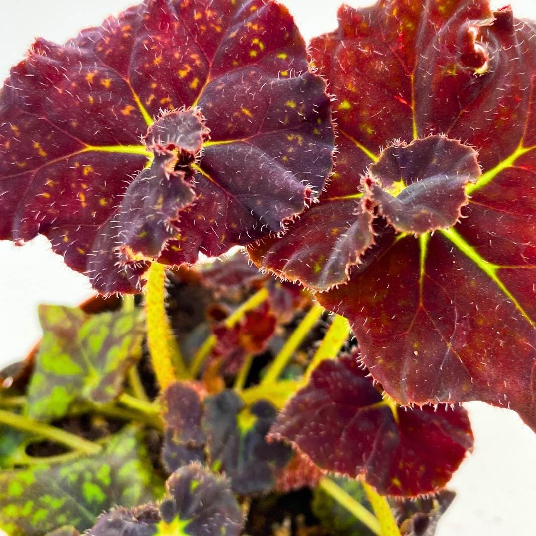 Harmony Foliage Begonia YTO Yellow Therma O'Reilly 4 inch Rhizomatous