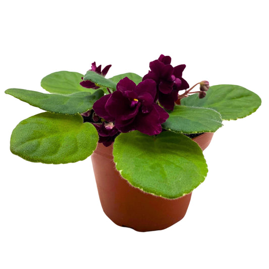 Harmony Foliage Pow Wow Variegated African Violet 4 inch