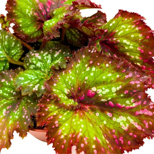 Harmony's Whirly Bird, 4 inch, Begonia rex Pink Green Spiral White Splash