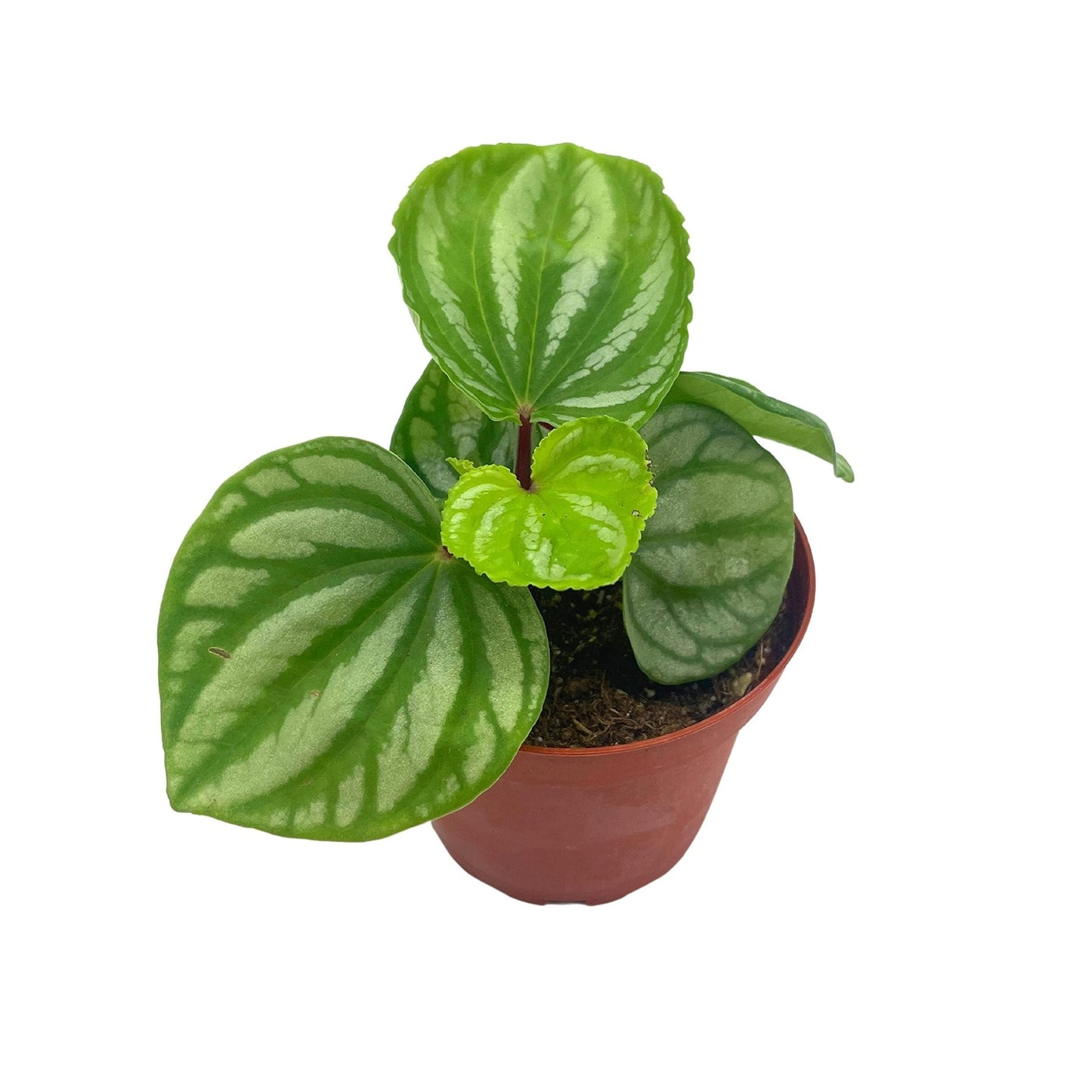 BubbleBlooms Peperomia Ecuador, 4 inch, Rare Pep Argyreia, Exotic House Plant