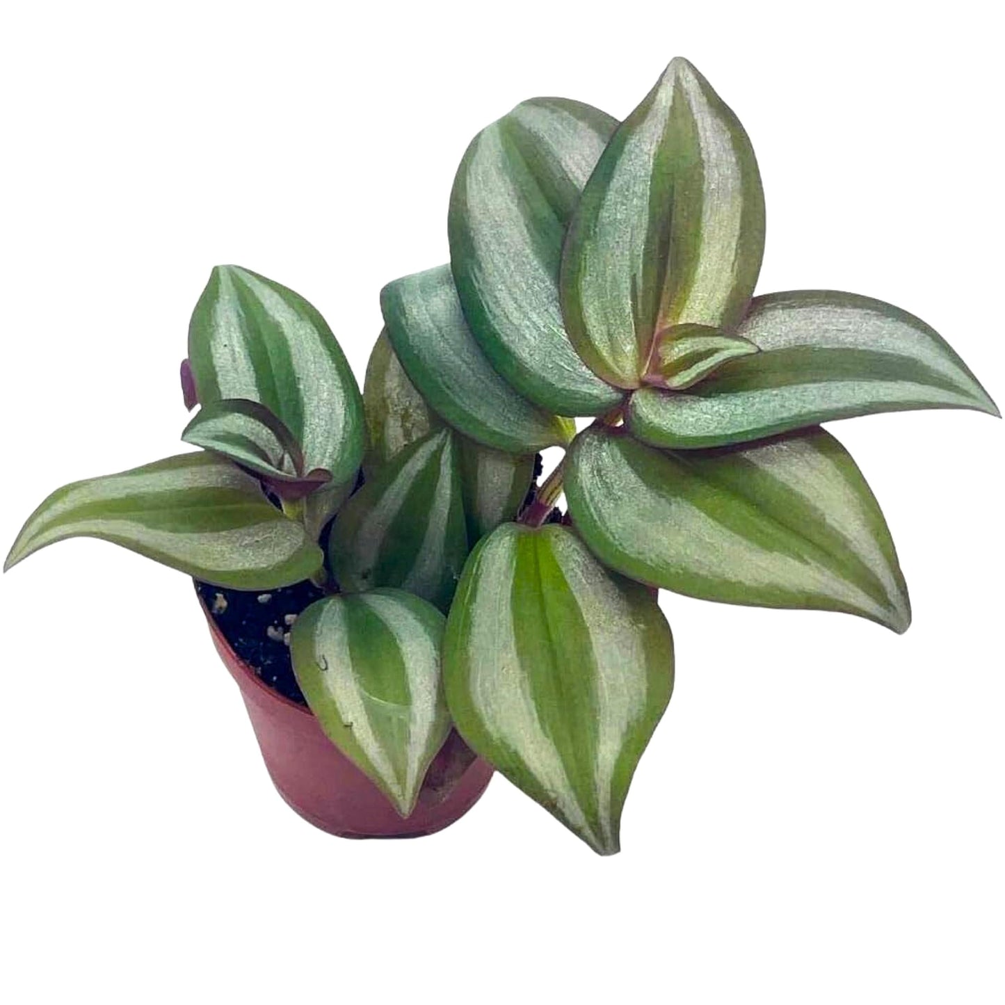 Wandering Jew, Tradescantia zebrina Bosse, Limited, in a 2 inch Pot Super Cute