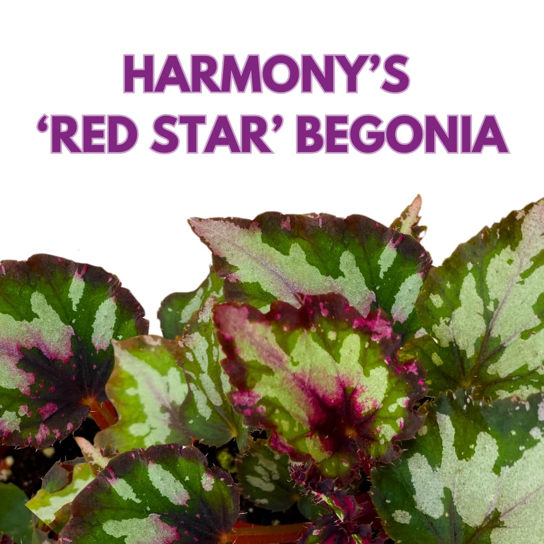 Harmony Foliage Harmony's Red Star Begonia Rex 4 inch Reddish Pink